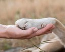 Causa Animal: Código de Proteção Municipal dos Animais, que estabelece as sanções administrativas para os casos de maus-tratos é aprovado pela Câmara