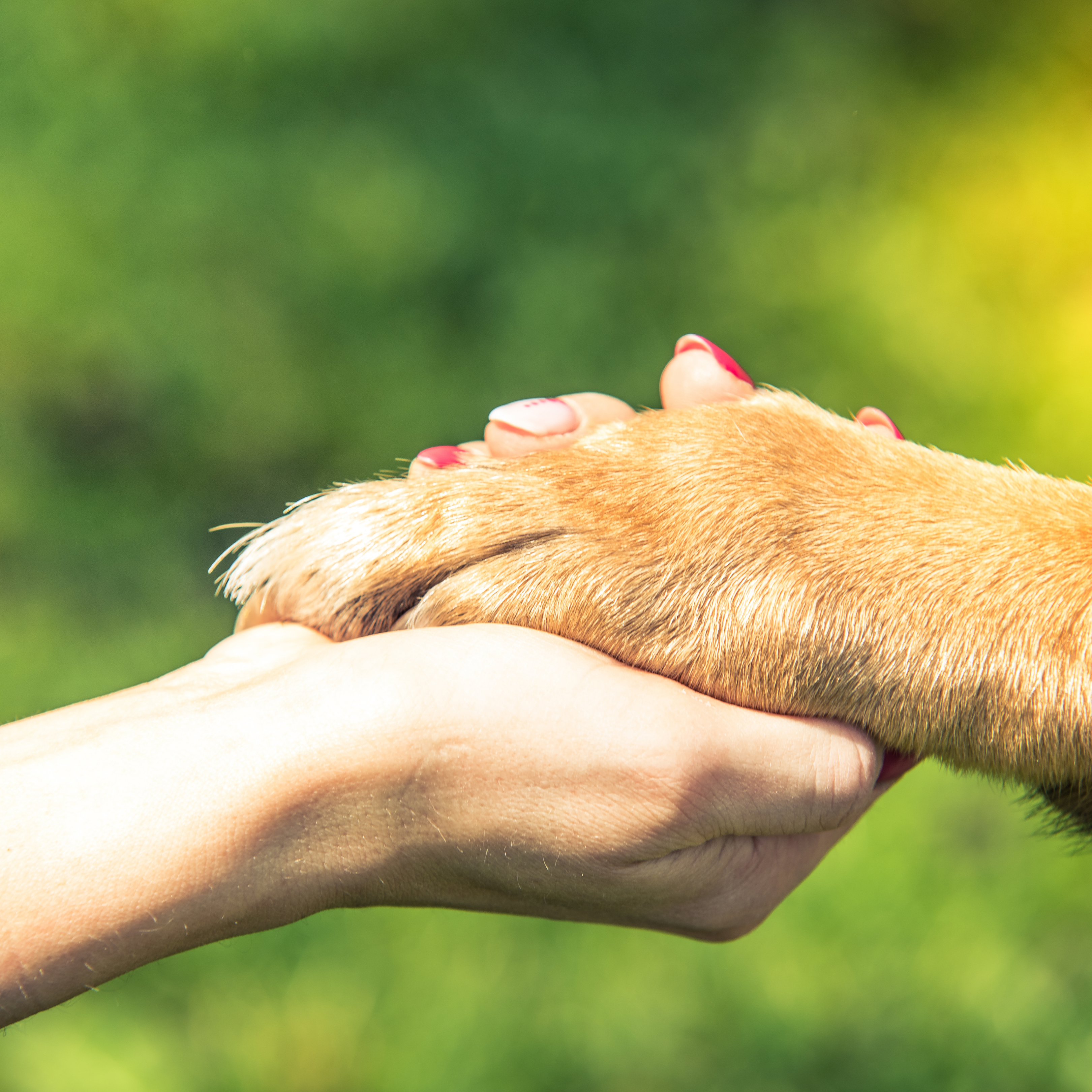 Câmara aprova recursos para Meio Ambiente realizar ações em prol da causa animal